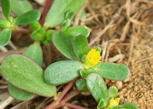 乡下这些野菜,曾经不被重视,现在成了稀罕物,价值高