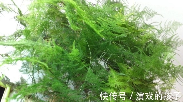 枝叶|文竹怎么养更旺盛