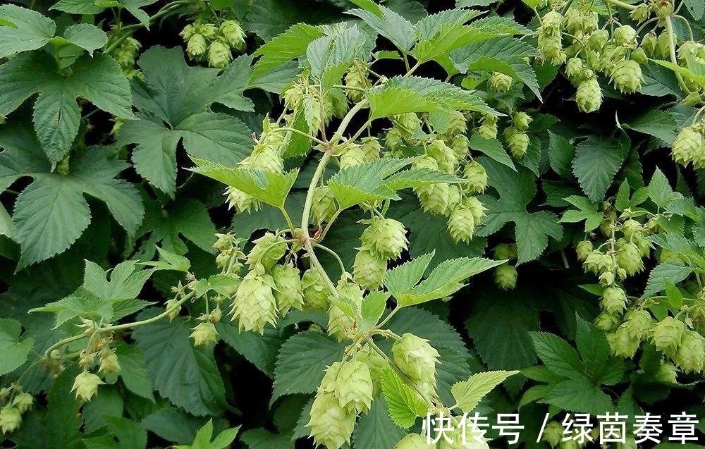 野草|农村长满倒刺的植物,真是没想到,原来还是个大宝贝,清热解毒