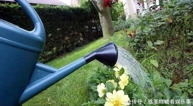顺口溜|养花浇水的顺口溜,记好了,叶肥根壮花满盆
