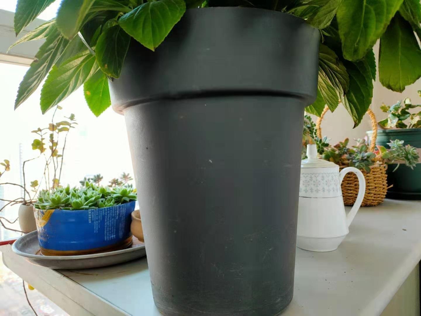 花生壳|花盆底垫什么好？推荐一些实用的东西，既透水又保肥