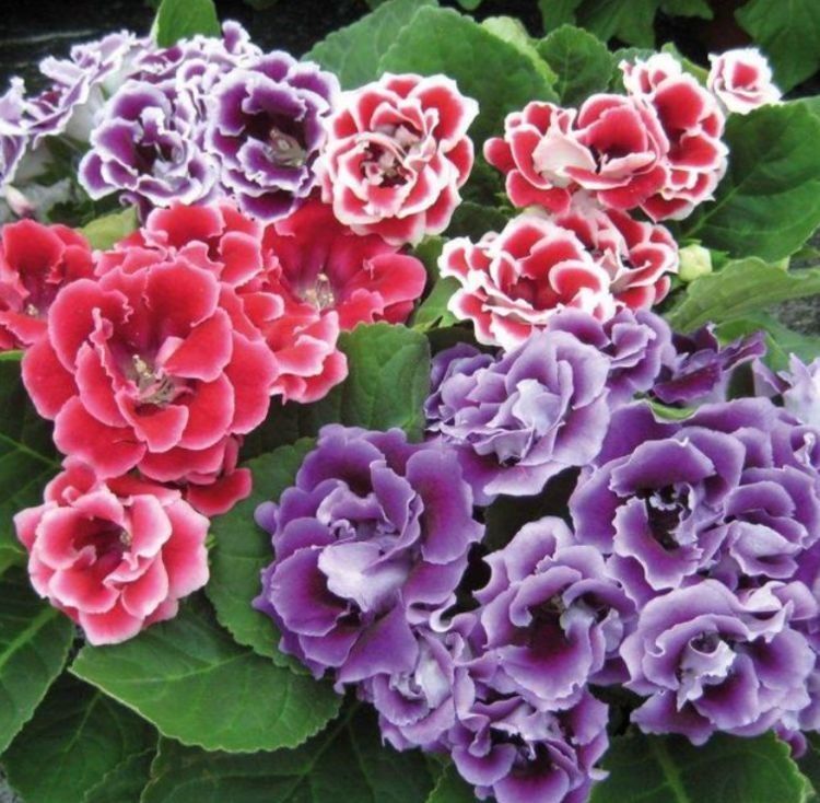 富贵又招财的几种花,鸿运当头,添福添财,从年头旺到年尾