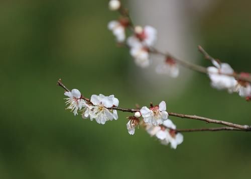 潼南|赏梅黄石寨,踏春正当时
