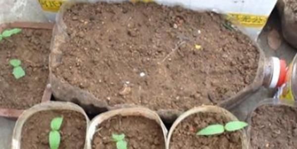 吃剩|吃剩的油桶不要扔,教你三种方式做成花盆,简直不要太漂亮