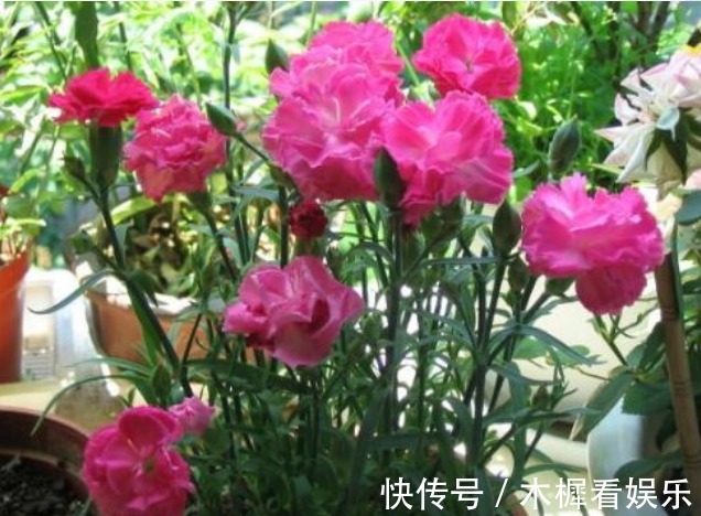 新手养花,不如养盆花中精品“康乃馨”,花朵雍容富丽,绚丽娇艳