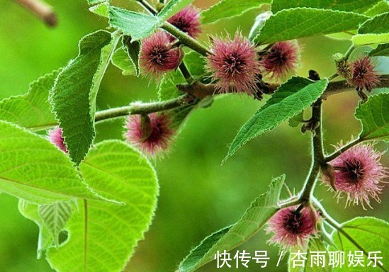 生命力|院子里长出这5种草,看到就铲除别犹豫,留下会“后患无穷”