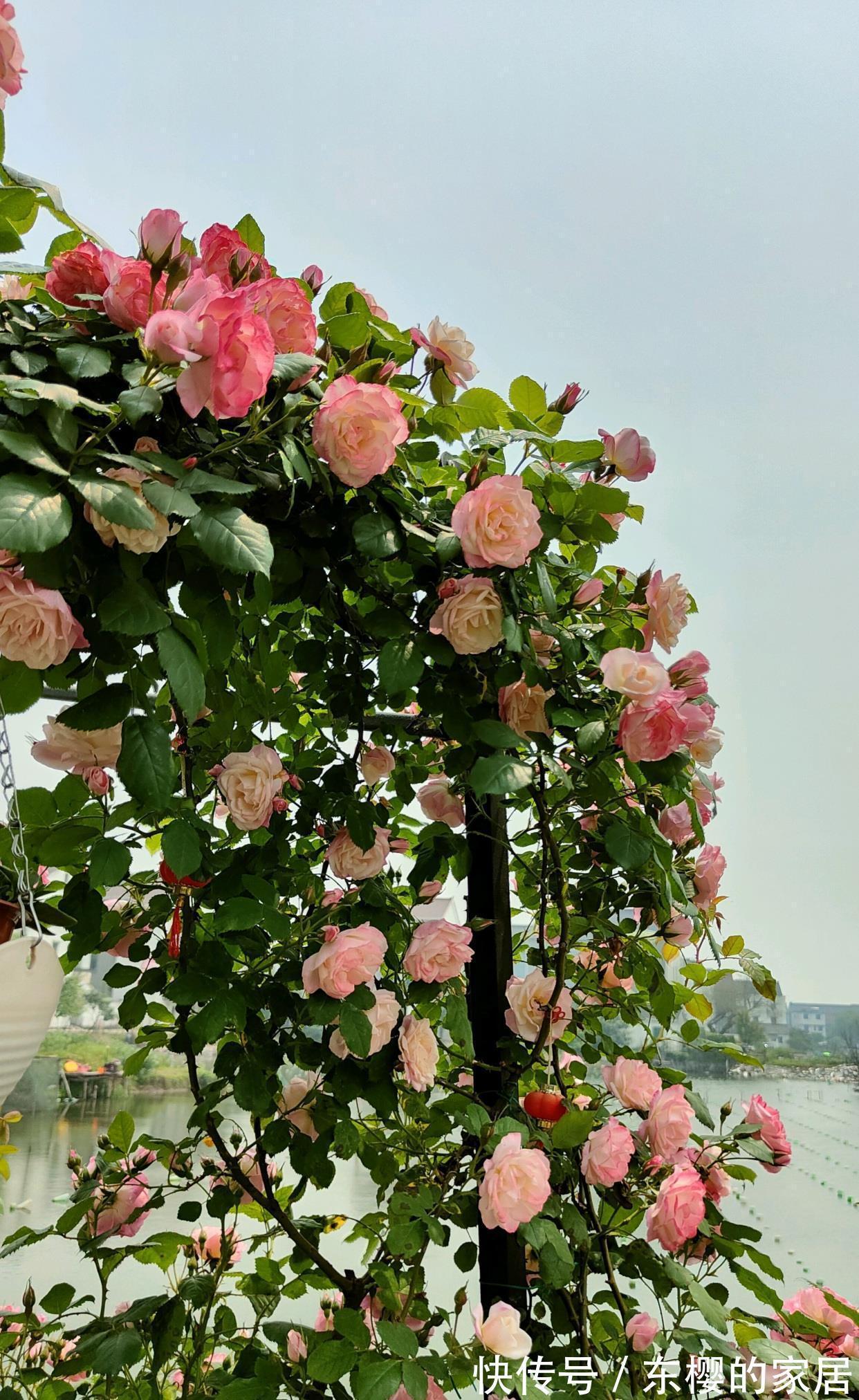 藤本樱霞|藤本樱霞，长势超快的花墙植物，一年成花墙，丰花勤花，值得拥有