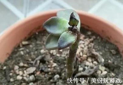 姬胧月多肉天天有叶片化水怎么办,查明原因,及时补救才是王道