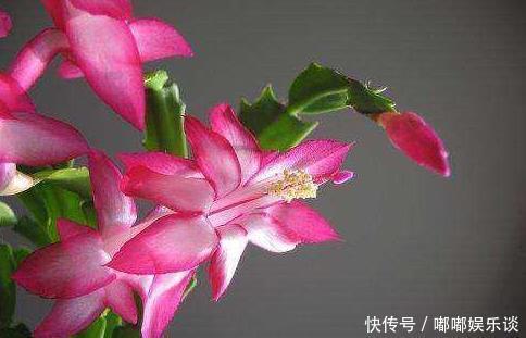 扦插法|蟹爪兰的繁殖方法,原来是这样,长见识了