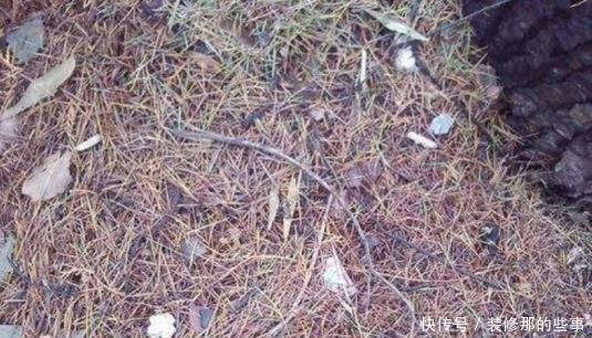 搜集的干松针，养花该怎么处理，如何用？