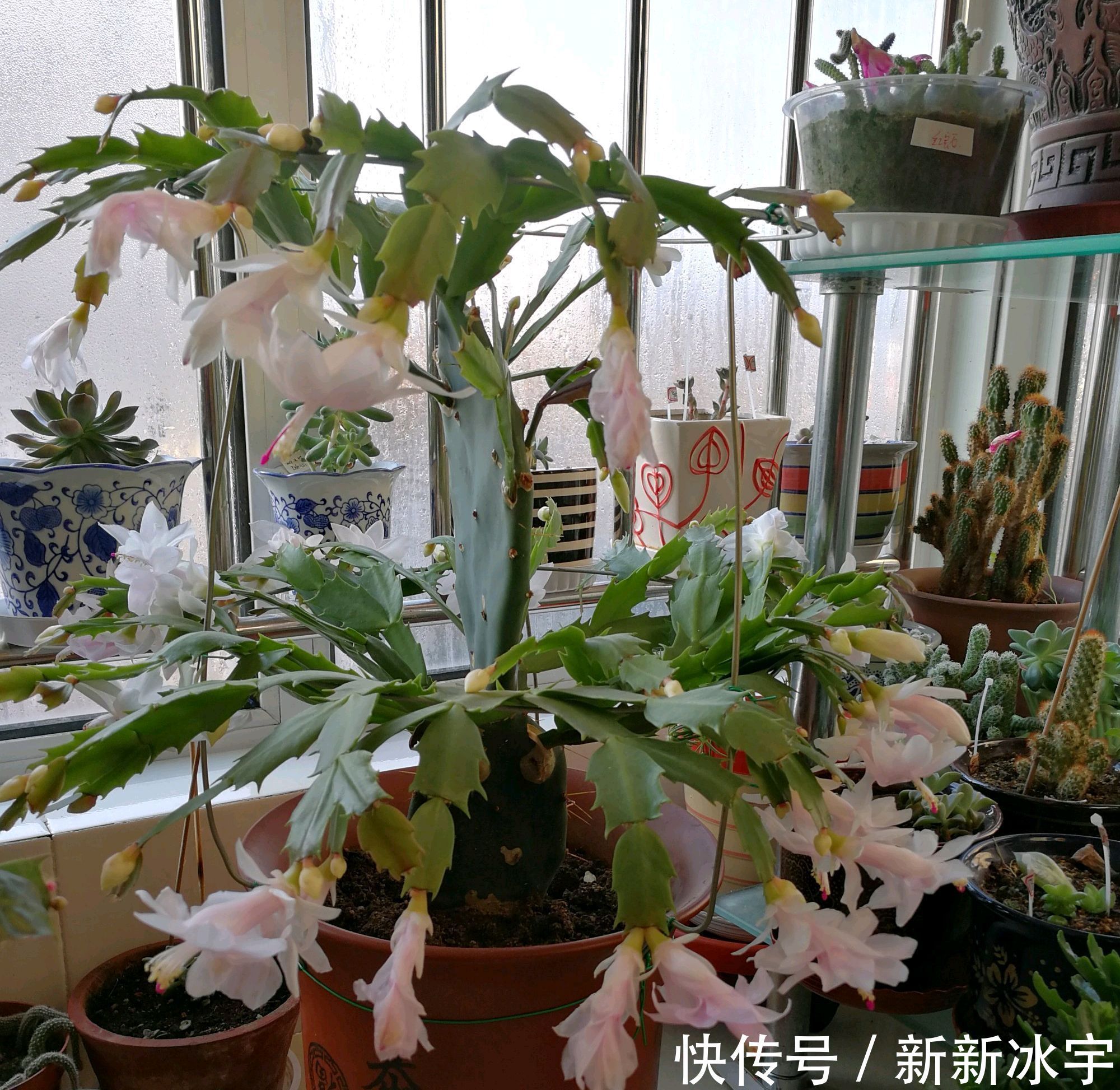 仙人掌嫁接蟹爪兰，做不到4点，徒劳无功，嫁接一盆坏一盆