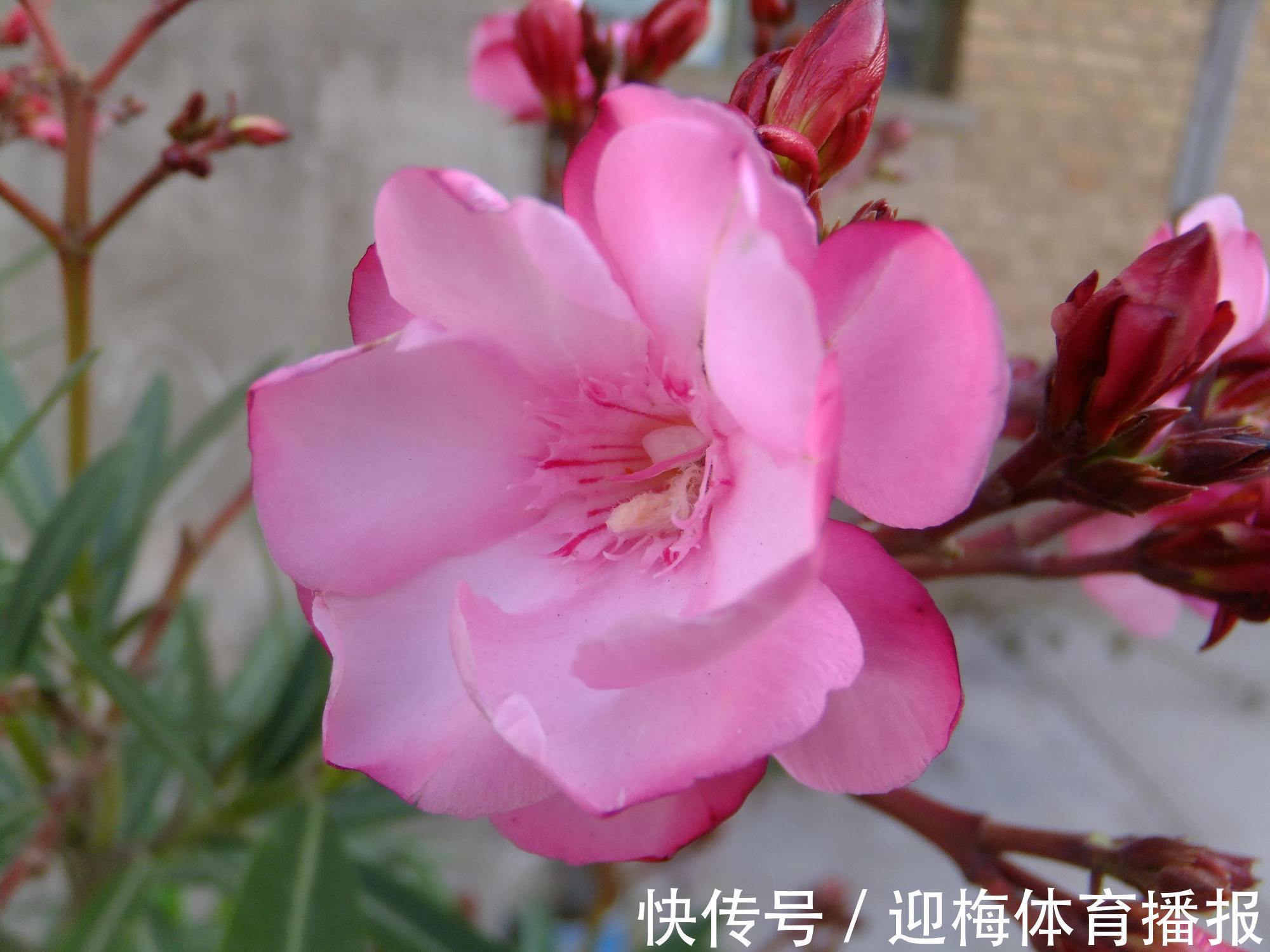 毒花|你养的花，可能是“毒花”，盘点8种常见毒花