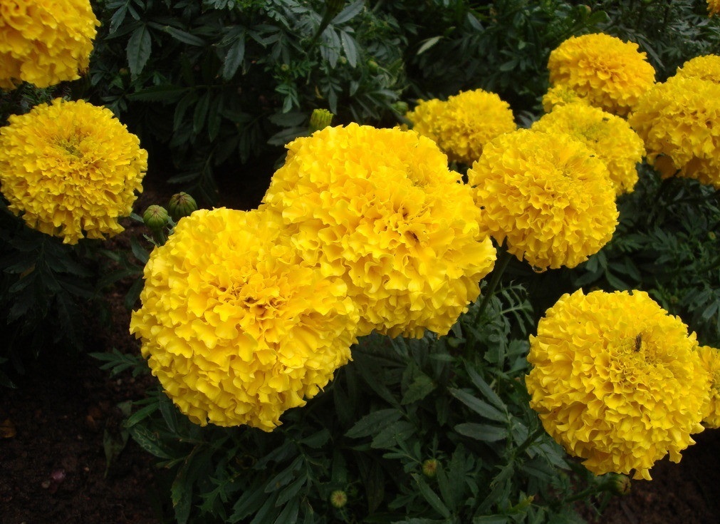 健康|此花是一种寓意着健康长寿的花，鲜艳的花色看上去就觉得充满活力