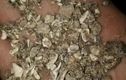 君子兰|养君子兰、长寿花,盆里撒点“万能肥”,新芽猛长,呼呼开花!