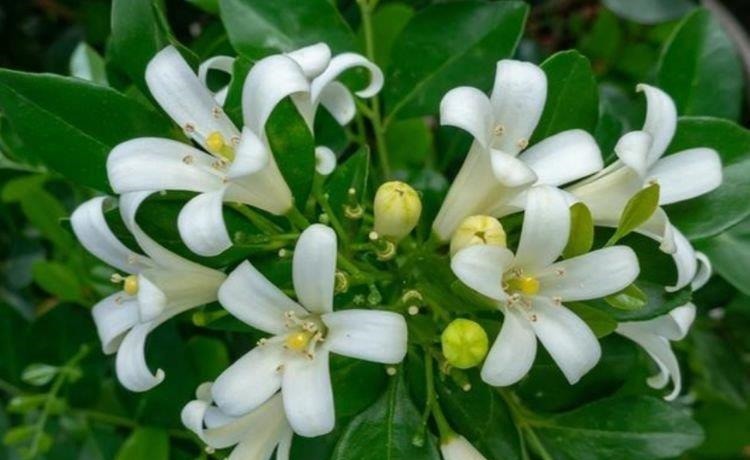 自带“贵气”的3种花,养家里1盆,开花富贵、阳台变成小花园!