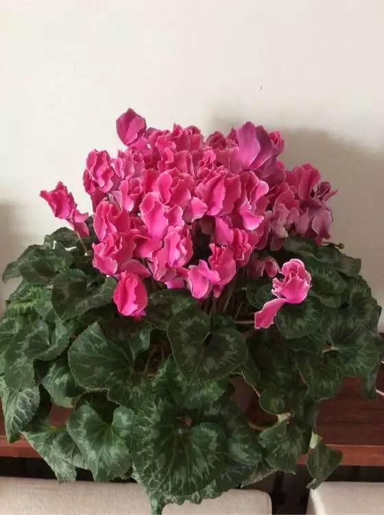 花友|4种花身材不大,花量却怪“吓人”,深秋花开一大片,美翻了