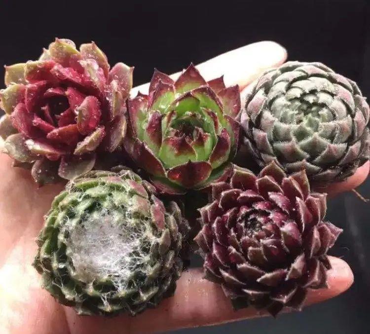 植物|长生草多肉品种真够多的,状态样式都各不相同,一起来认识一下吧