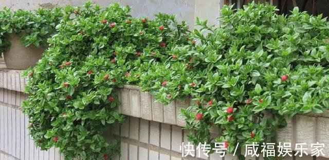 此“吊兰”不一般，剪根枝条插土里，既能当花看，又能当菜吃