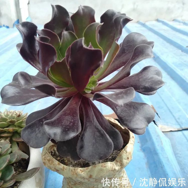 昂斯诺|一直都养不活花,直到遇见了多肉!只要用心,就能变美!