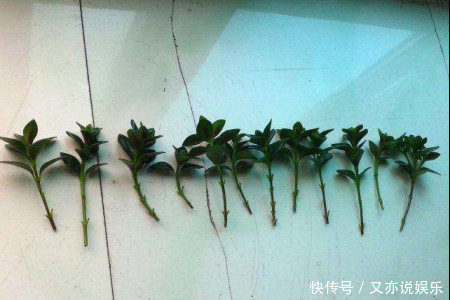 金鱼吊兰|金鱼吊兰怎样扦插教你4种扦插方法,2周就能生根,一盆变10盆