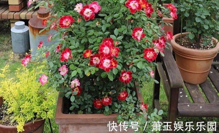 抓住这3点,养微型月季“小画家”,枝叶密密麻麻,花开数不尽