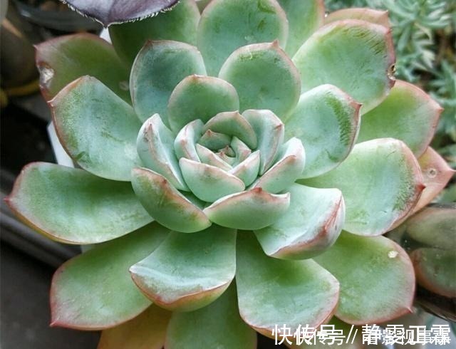 光照|养多肉，这4个“要点”缺一不可，少一个，都难以养活！