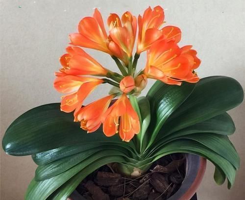 蟹爪兰和君子兰怎么能越养越好?做好三件事,和绿萝一样好养