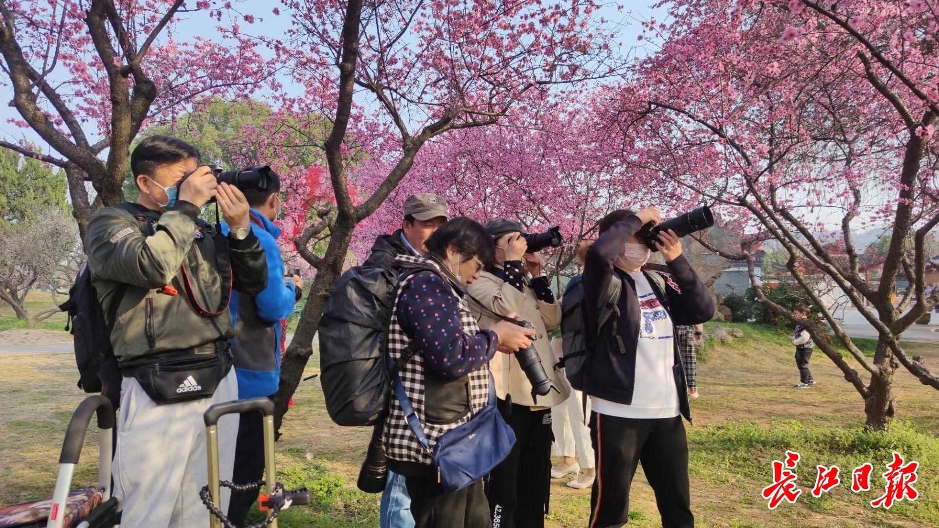 东湖梅园“美人梅”开得正好，预计花期还有一周