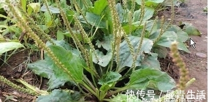 化痰止咳|咳嗽久咳不愈？用此草泡水喝，坚持5天，化痰止咳，喉咙不疼了