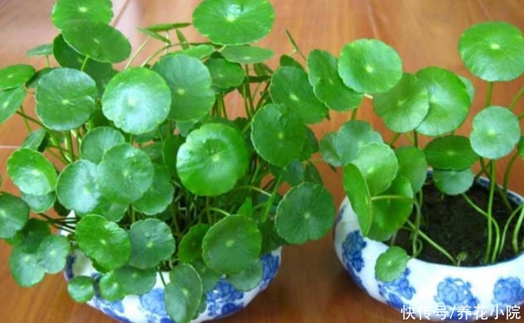 养护|外面遇到5种小植物，带回来做成小盆景，漂亮又美观