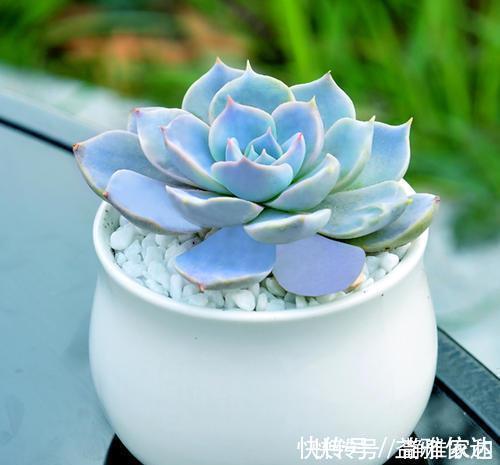 叶片|5款仙气十足的多肉,每一款都值得入,除了晚霞你还养过哪种?