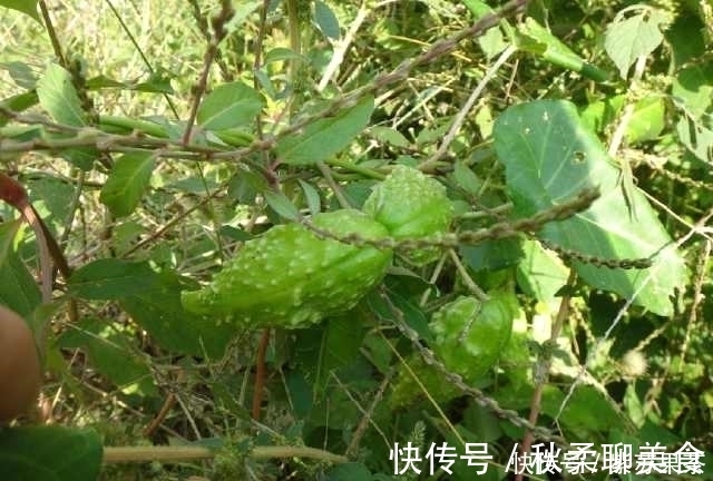 野果|灌丛中生长的野果,用手一掐乳汁直流,好多人叫不上它的名字