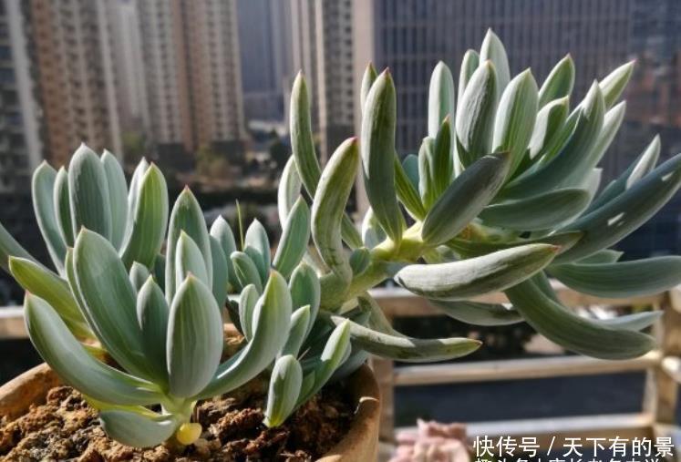 蓝松蓝松|超级皮实,可以直接地栽,养成老桩以后非常有韵味的多肉——蓝松