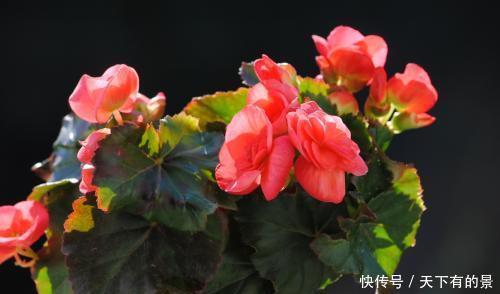 1种公认难养的花，改变养护方法，年年花开满枝头，值得拥有！