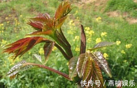 聪明人|医生忠告聪明人从不吃3种蔬菜，对健康影响大，值得了解一下