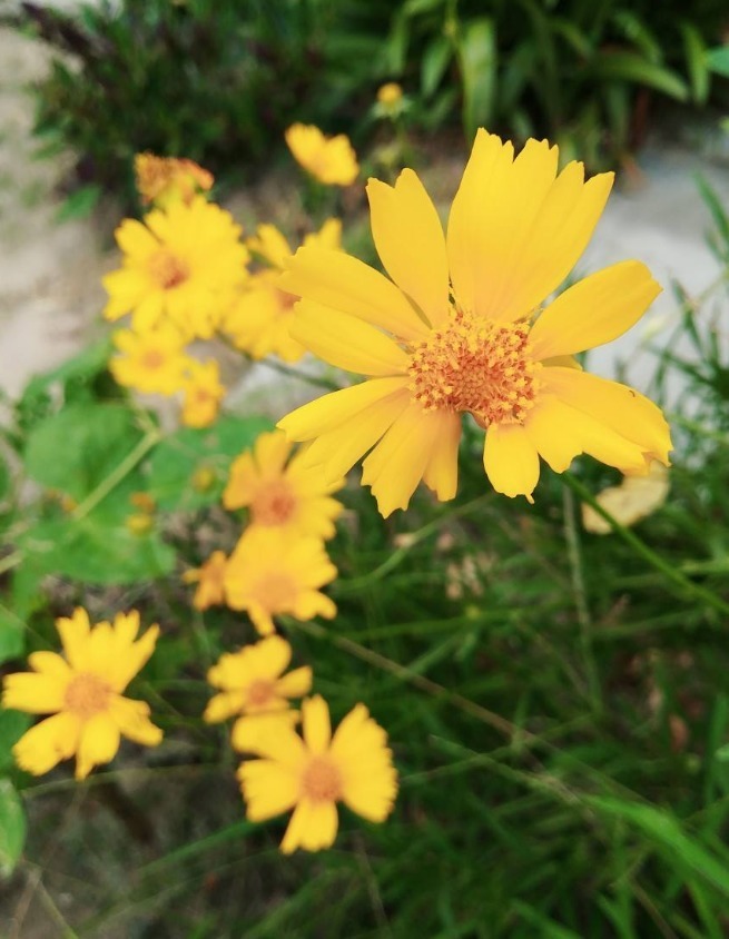 花朵|路边的花都开了，一个比一个美，教你辨认常见的花！