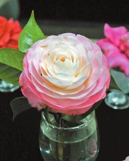 此花是一个高尚的存在，是天真无邪的花，寓意着最为理想的爱