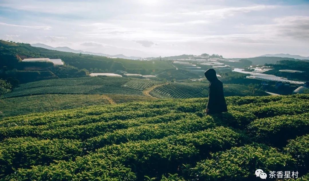  中国历史上的贡茶有哪些？