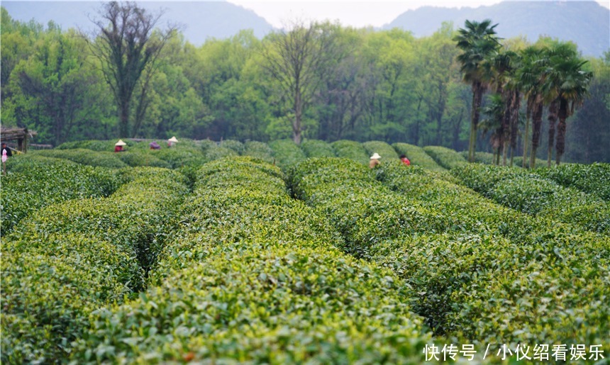 木棉|杭州的春天也太早了，来茅家埠赏风景挖野菜，寻找春天的气息