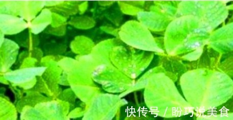 养生|冬天养生,常吃的食物,祛皱抗衰,提神醒脑、解除疲劳