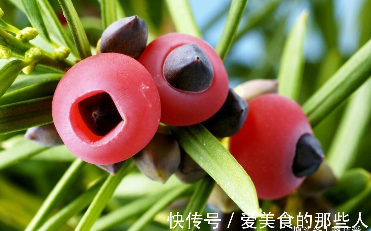 果子|7种“吉祥果”,家里种一棵,喜气洋洋又“富贵”