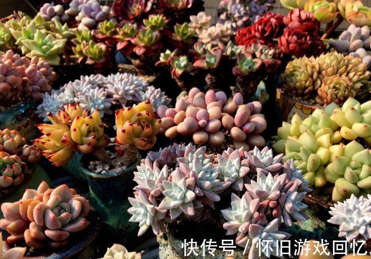 症状|多肉的黑腐病是什么症状,应该怎么正确处理