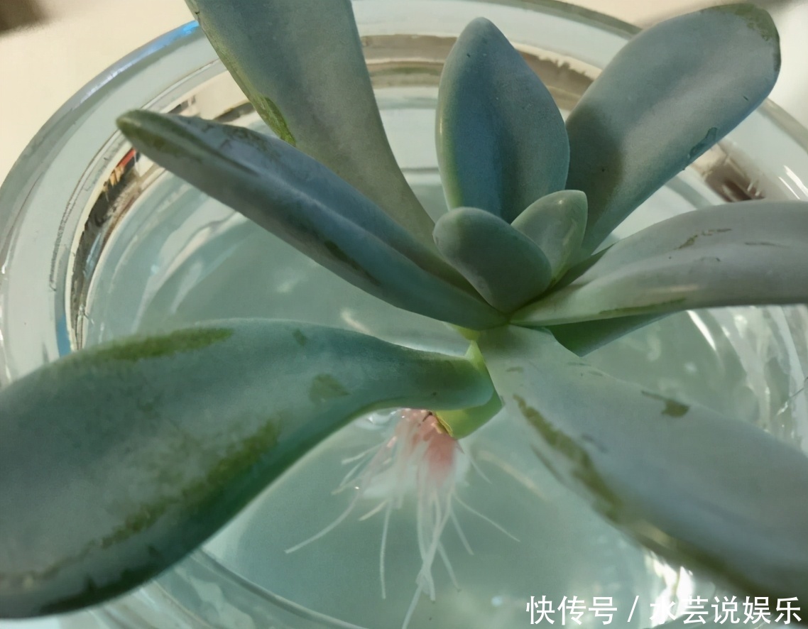 扦插讨喜的多肉,事前事后这么操作,成活率高很多