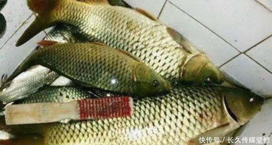 热天必备！这鲤鱼钓法简单易上手，高手们都在用