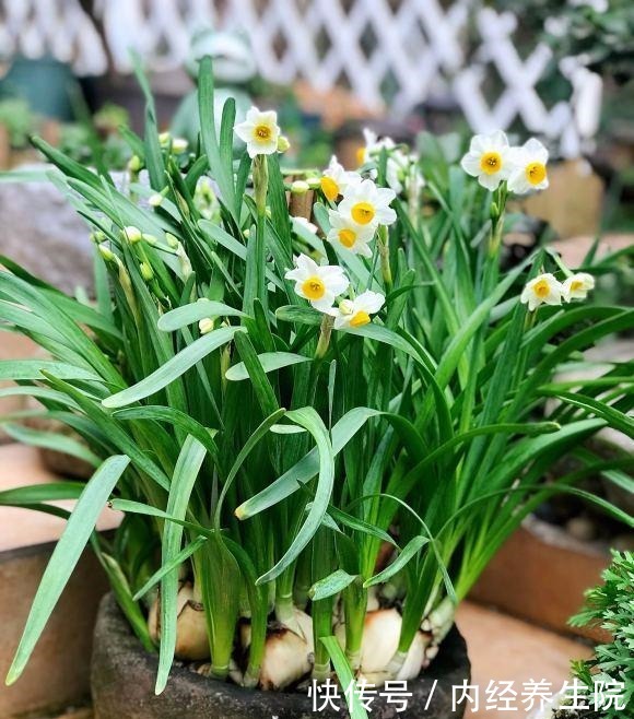 养这2种花的,冬天开完了,不要丢,简单“处理”,秋天接着开!