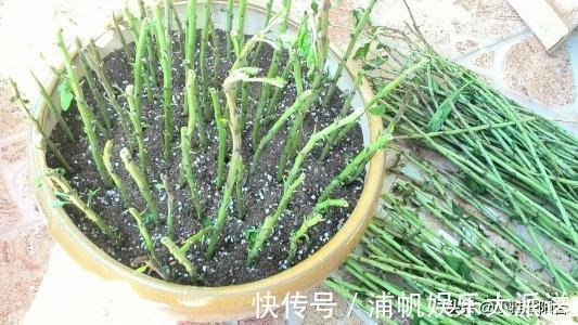 叶绿枝壮|没钱养花就养它，剪个枝埋土里，10天生根，一年变漂亮盆景结满果
