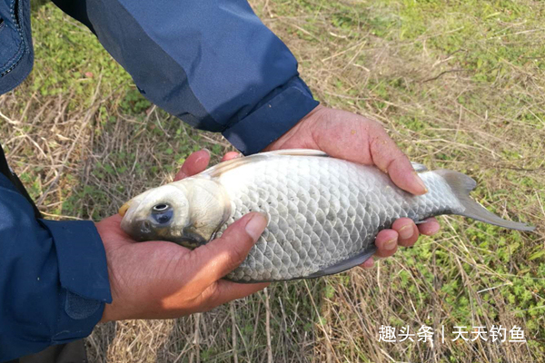  持久|冬季钓鲫鱼，打窝一定不能将就，多用上几招，持久留鱼避免散窝