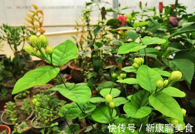 茉莉年年冬天死？症结就在这5点，做好了没毛病