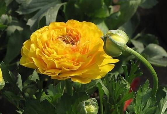 养盆“芹叶牡丹”吧!简单易养易爆盆,花色艳丽,开花120天