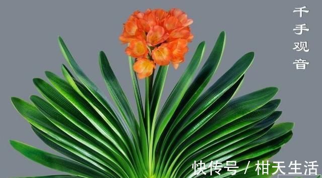 水培|君子兰不开花还总是烂根教你一招，君子兰从此长不停